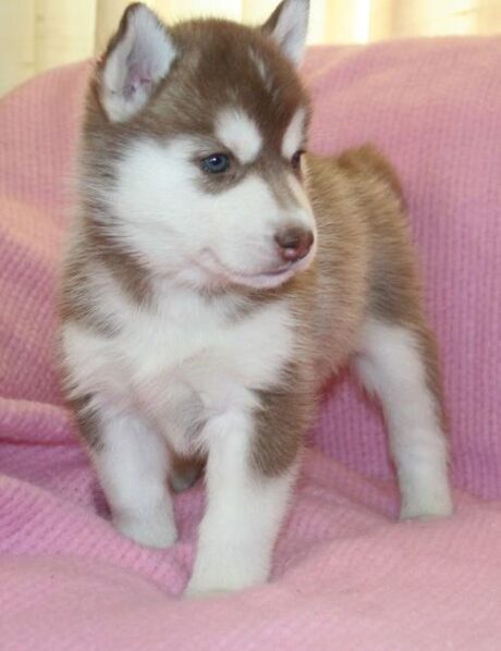 Freya - Female