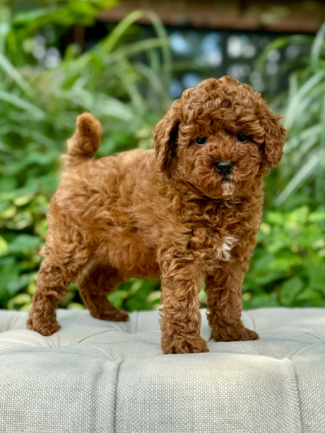 Hudson - Male