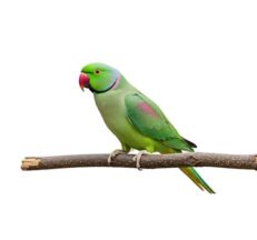 Indian Ringneck
