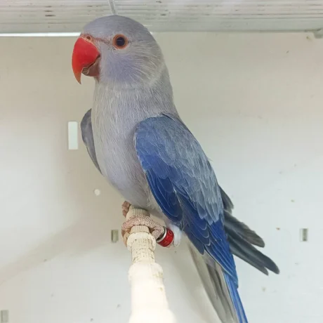 Ivy - Female