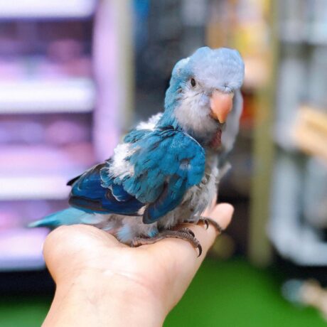 Jasper - Male
