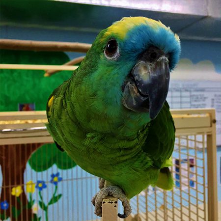 Kiko  - Male