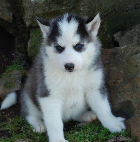 Koda - Male