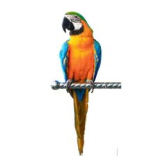 Macaw