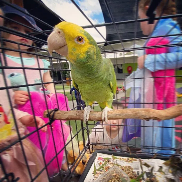 Maya
