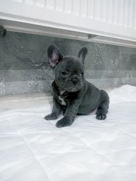 Millie - Female