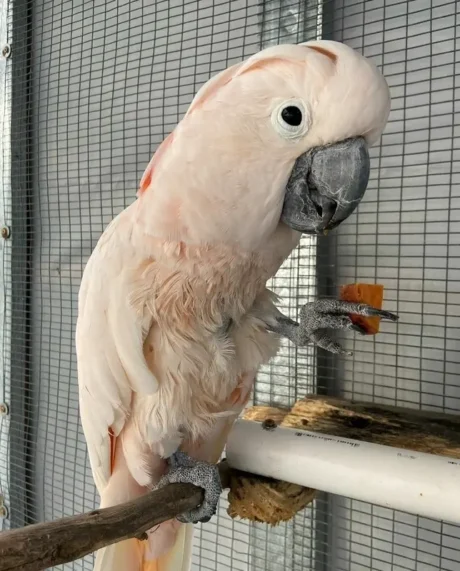 Milo - Male