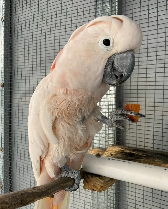 Milo