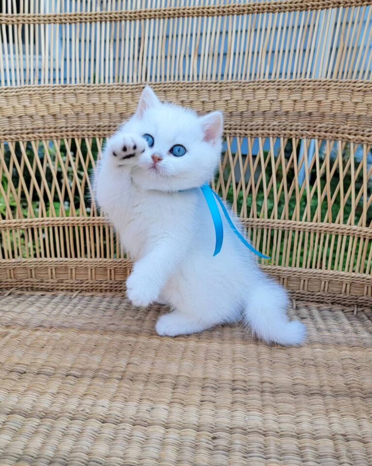 Mimi