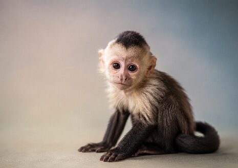Monkey