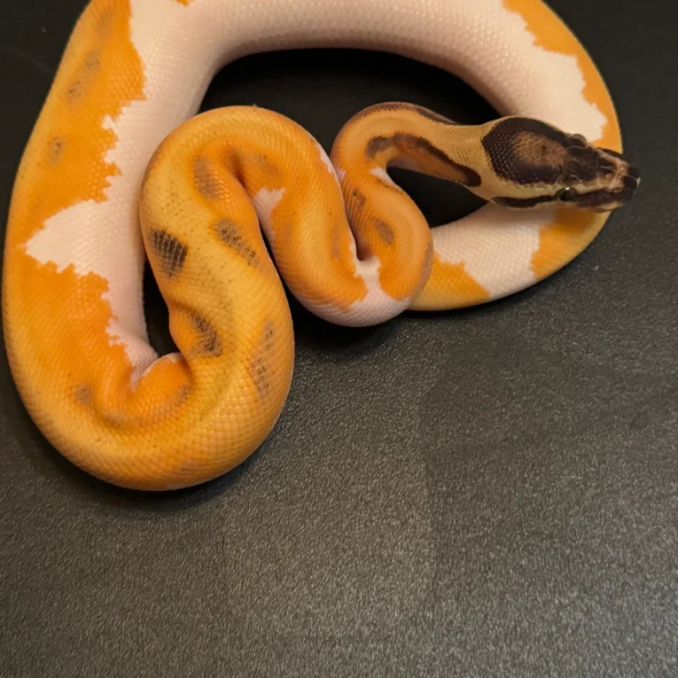 Nova
