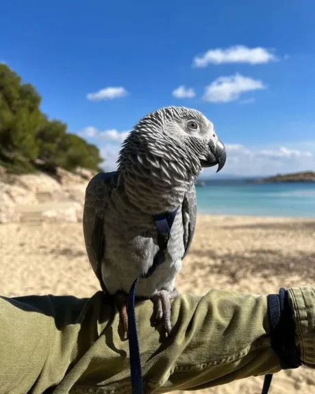 Nova - Female