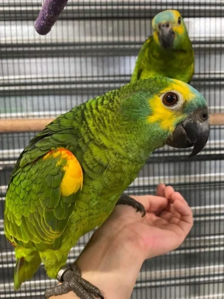 Olive - Female