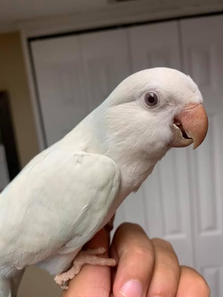 Olive - Female