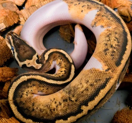 Onyx - Male