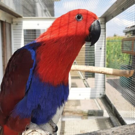 Orion - Male