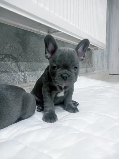 Otis - Male