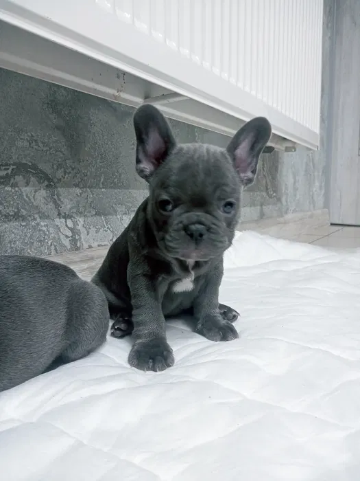 Otis