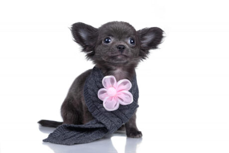 Paco - Male