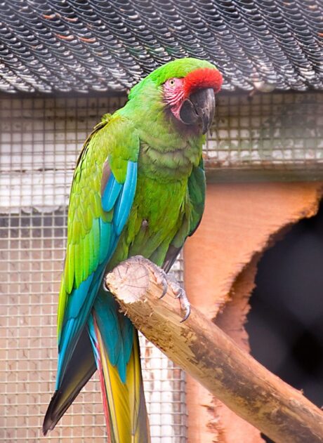 Phoenix - Male