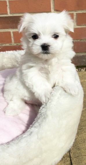 Poppy - Female