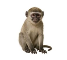 Primates