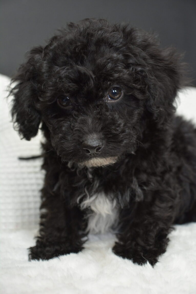 Remi