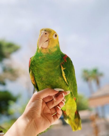 Rico - Male