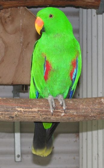 Ruby - Female