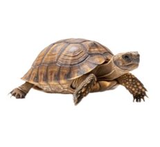 Russian Tortoise