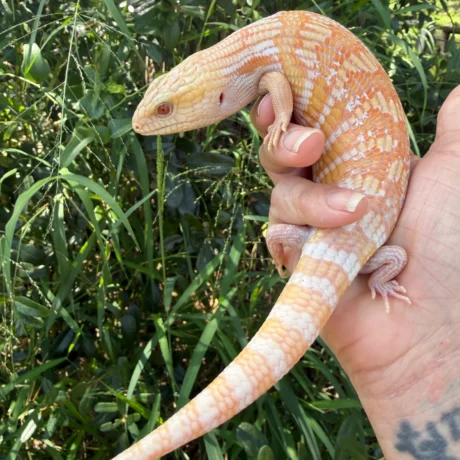 Sage - Female