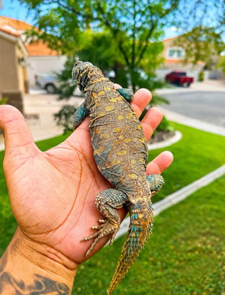 Sahara - Female