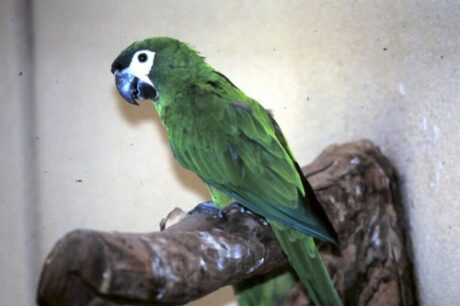 Sapphire  - Female