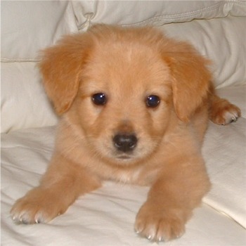 Sawyer - Male