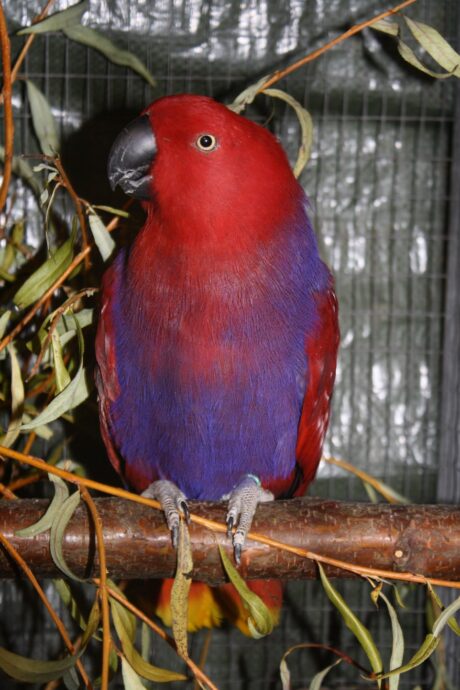 Scarlett  - Female