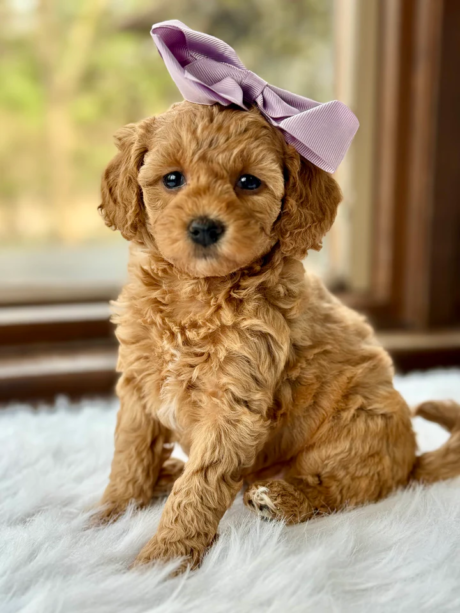Skye - Female