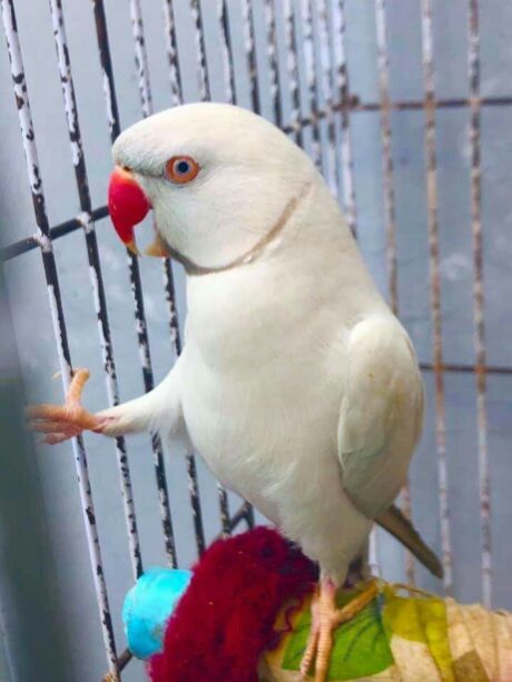 Sky - Male