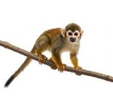 Squirrel Monkey