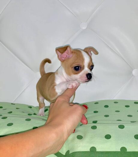 Tilly - Female