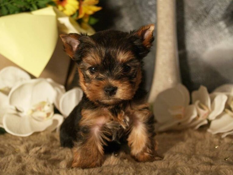 Winnie