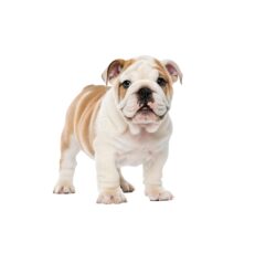 English Bulldog